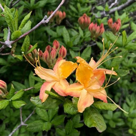 1 gallon azalea|azaleas live plants 3 gallon.